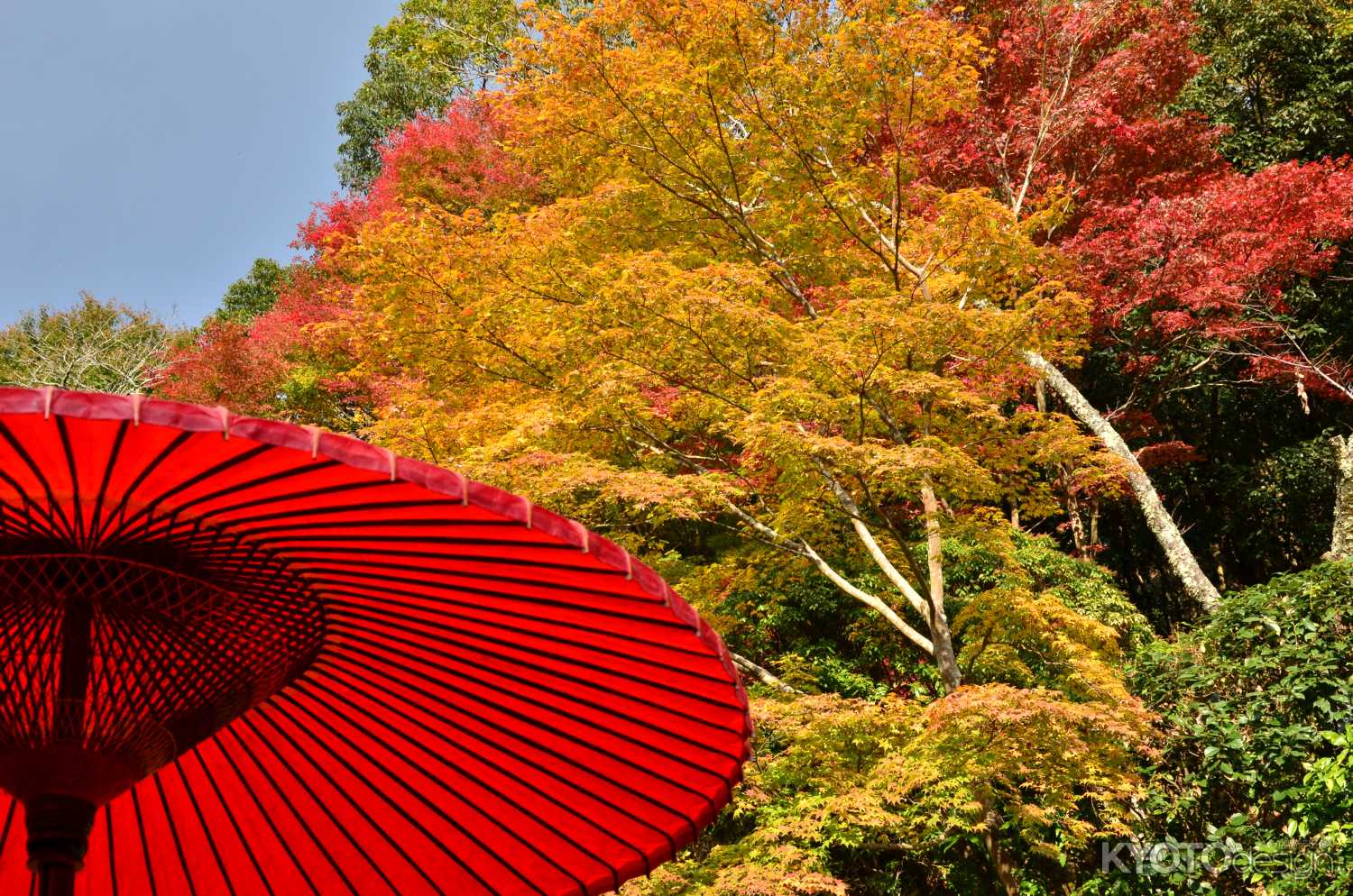 白龍園　秋の特別公開（事前予約制）