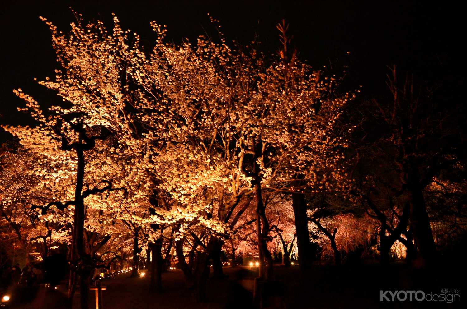 二条城桜まつり2025