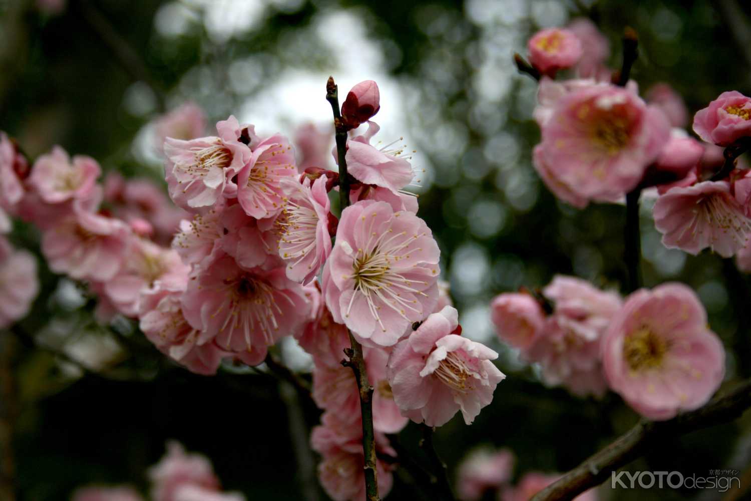 梅・産祭（うめうめまつり）