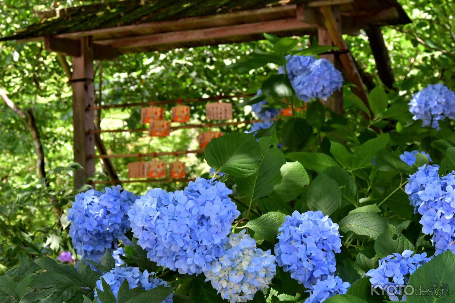 三千院　あじさい祭