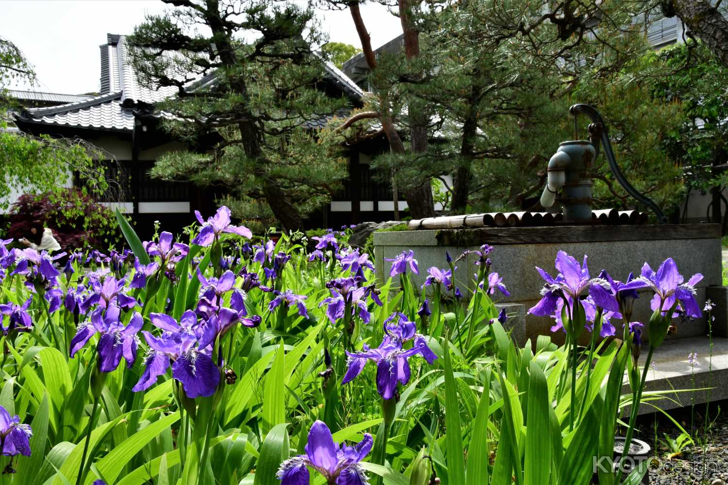 得浄明院　戒壇めぐりと一初鑑賞会