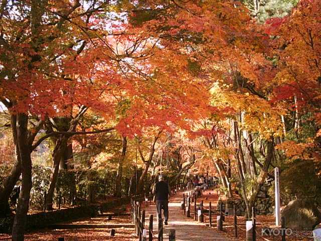 光明寺 紅葉の特別入山
