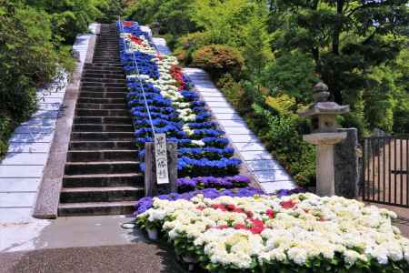 あじさい園の公開