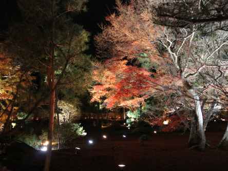 宝厳院 秋の夜間特別拝観