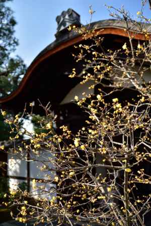 第50回 京の冬の旅 非公開文化財特別公開　