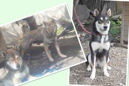 天然記念物柴犬保存会　九州支部展覧会　京都会場