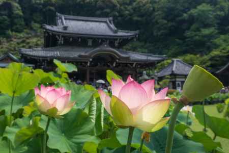 ハス酒を楽しむ会