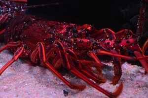 お正月の特別展示「イセエビ」がお出迎え