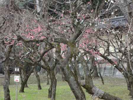 北野天満宮 梅苑公開
