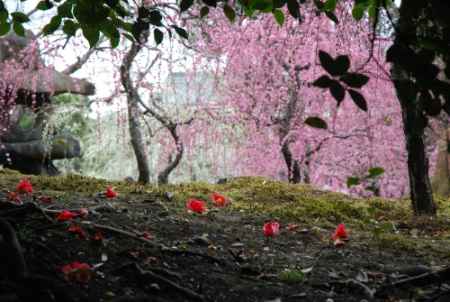 枝垂梅と椿まつり