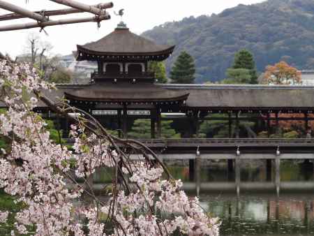 観桜茶会（開催中止）