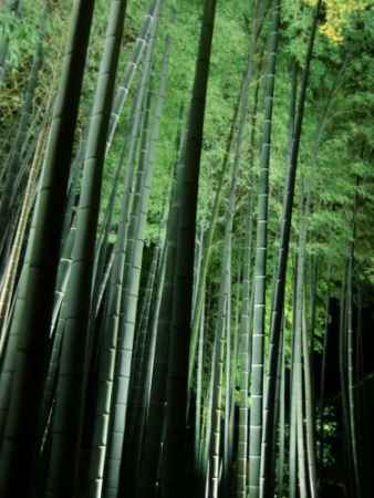 青蓮院門跡 夜間の特別拝観