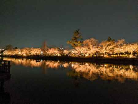 八条ヶ池 桜ライトアップ