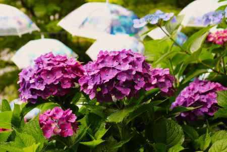 柳谷観音あじさいウイーク