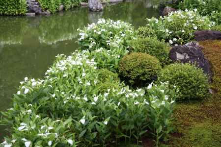 初夏の庭園特別公開