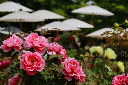 乙訓寺牡丹まつり(中止）