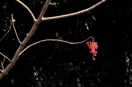 名月鑑賞の夕べ