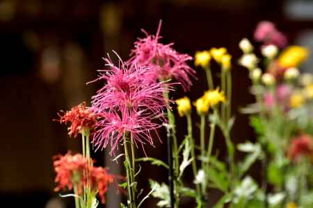 大覚寺　嵯峨菊展