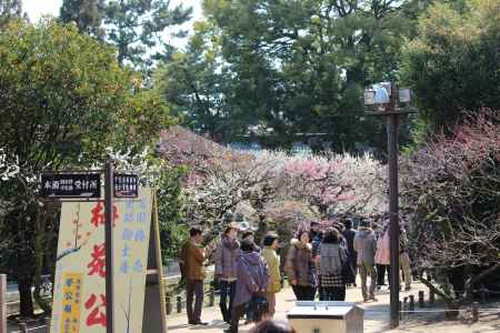 北野天満宮 梅苑公開