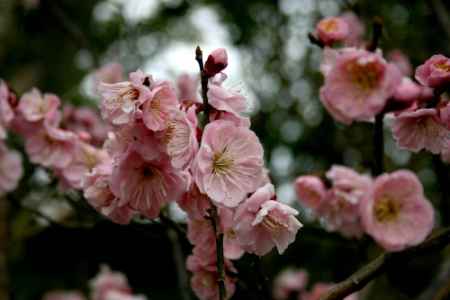 梅・産祭（うめうめまつり）