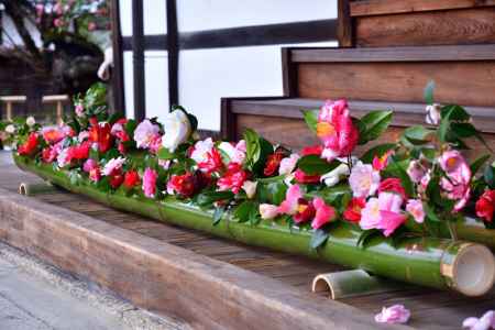 霊鑑寺 春の特別公開