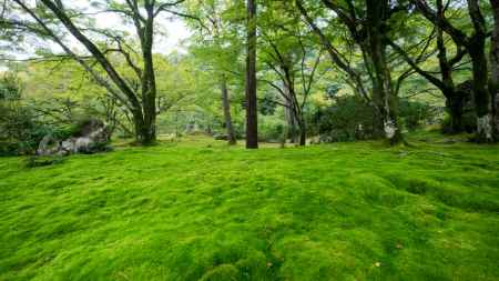 宝厳院　春の特別公開