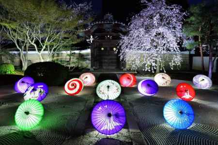 春の花見と特別拝観 ライトアップ
