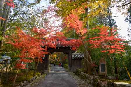 赤山禅院 もみじの見頃