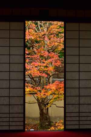 雲龍院 秋の特別拝観と夜間ライトアップ