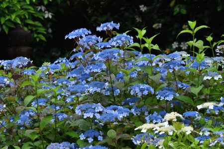 天井画墨龍図　甘茶の庭「鶴鳴九皐」特別公開