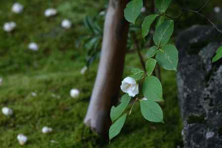 沙羅の花を愛でる会