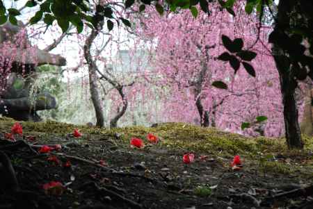 枝垂梅と椿まつり