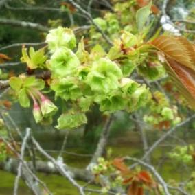 黄緑・緑・青緑 