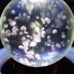 きよみかずひろ