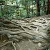 鞍馬寺　木の根道