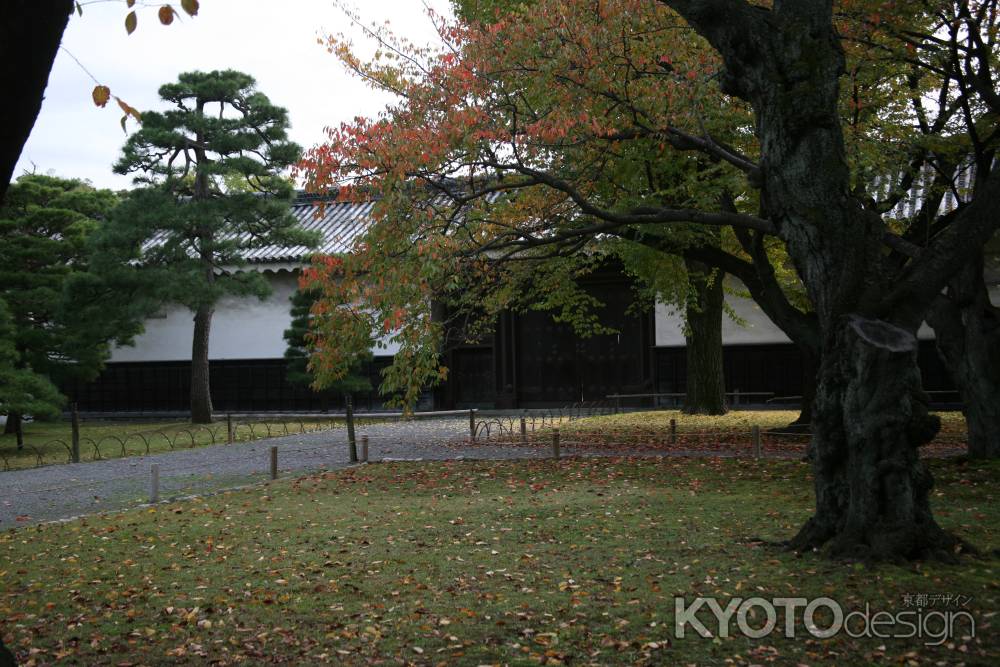 二条城の白壁と落葉