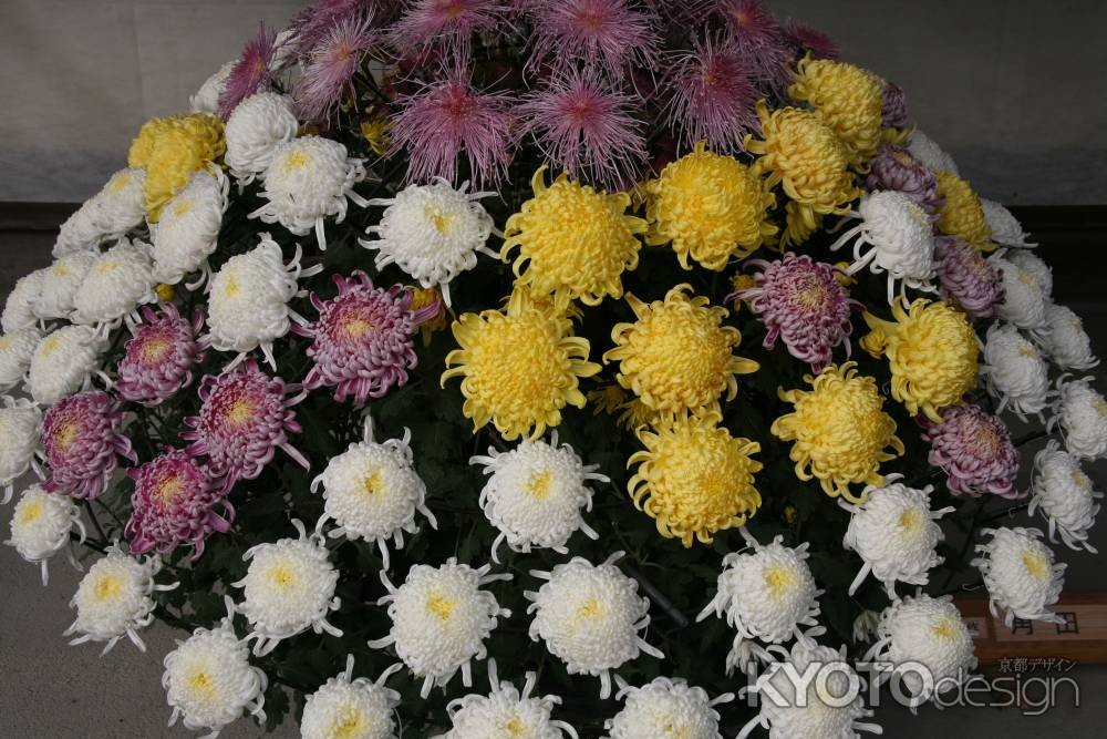 色とりどりの菊