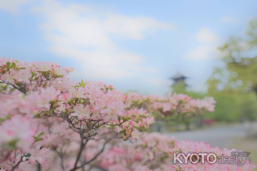 青空とつつじと五重塔