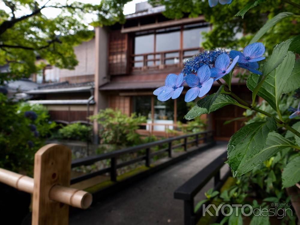 祇園白川の紫陽花