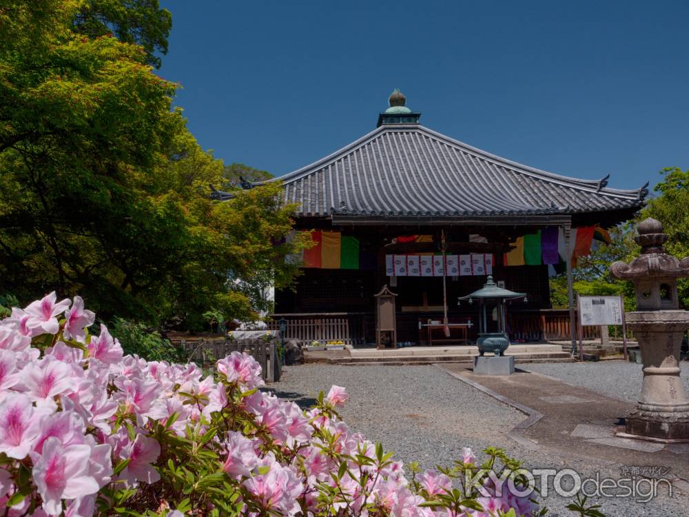 乙訓寺のつつじ