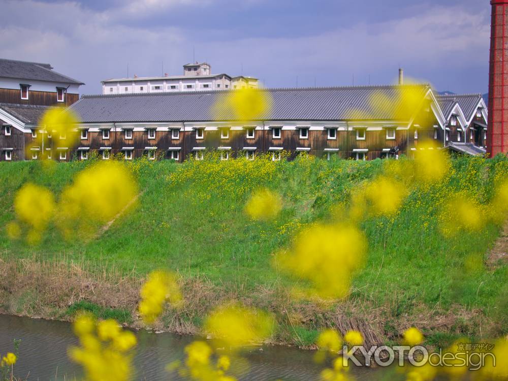 松本酒造と菜の花