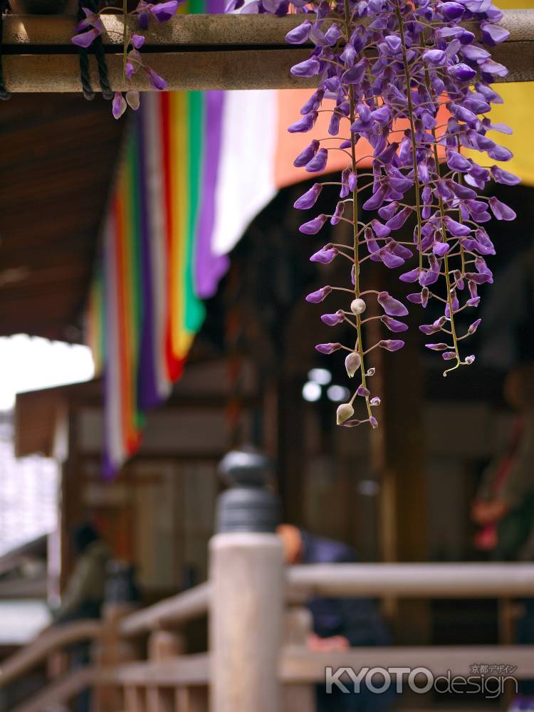 今熊野観音寺の藤