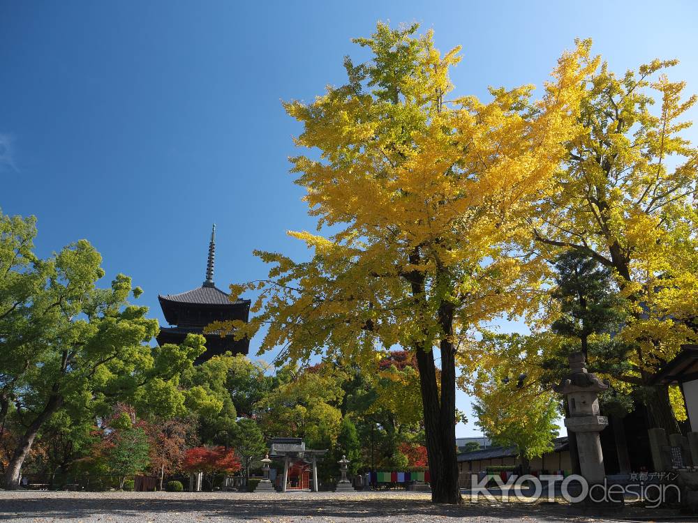 東寺の鎮守八幡宮前の銀杏と五重塔