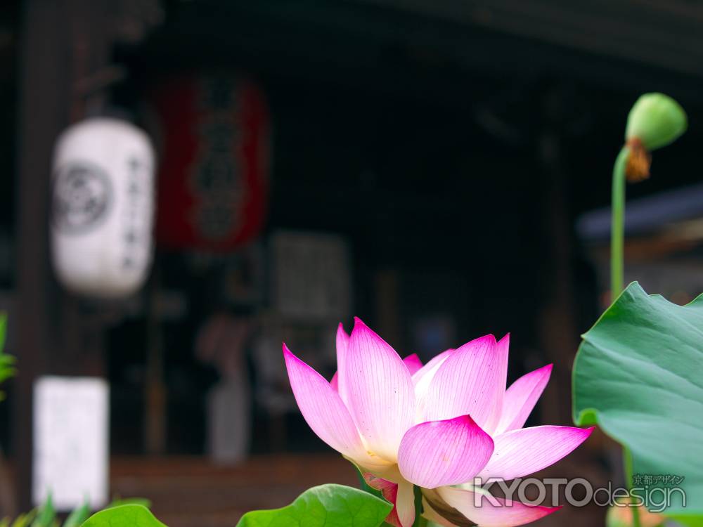 革堂行願寺のハス