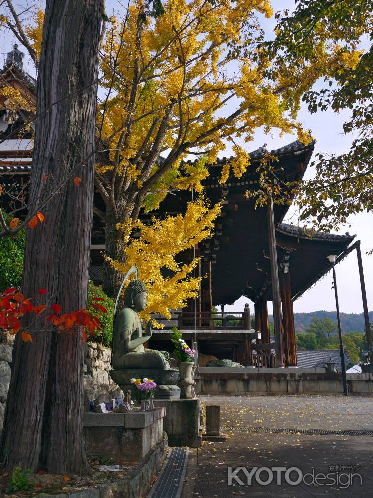 金戒光明寺 御影堂と銀杏