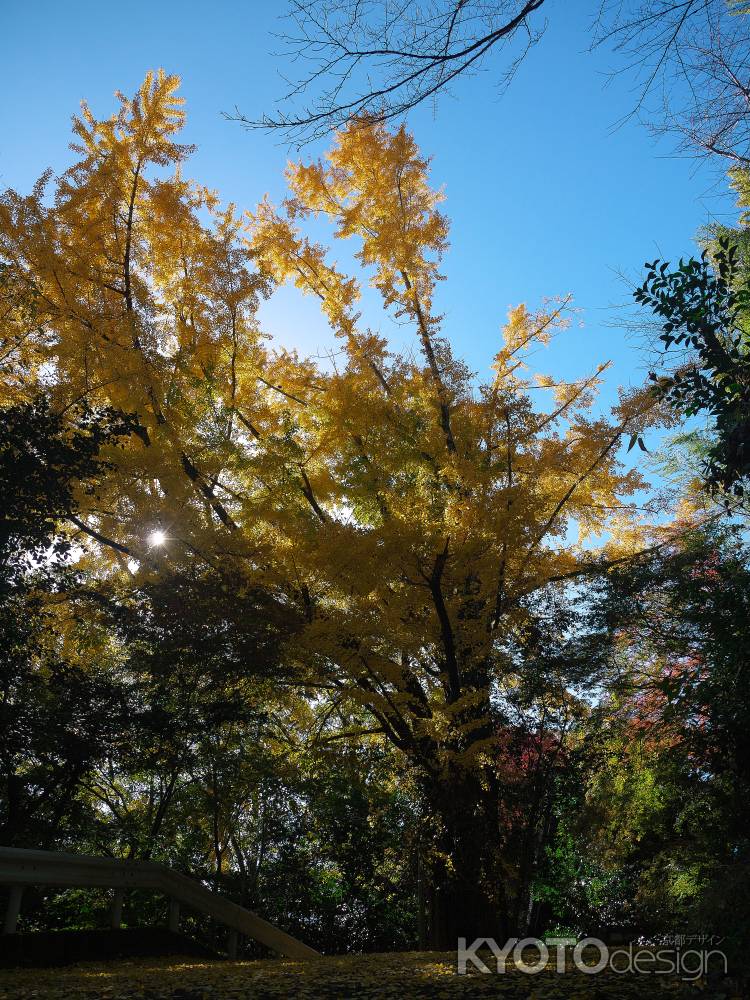 観音寺(山崎聖天)の仁王門そばの大銀杏
