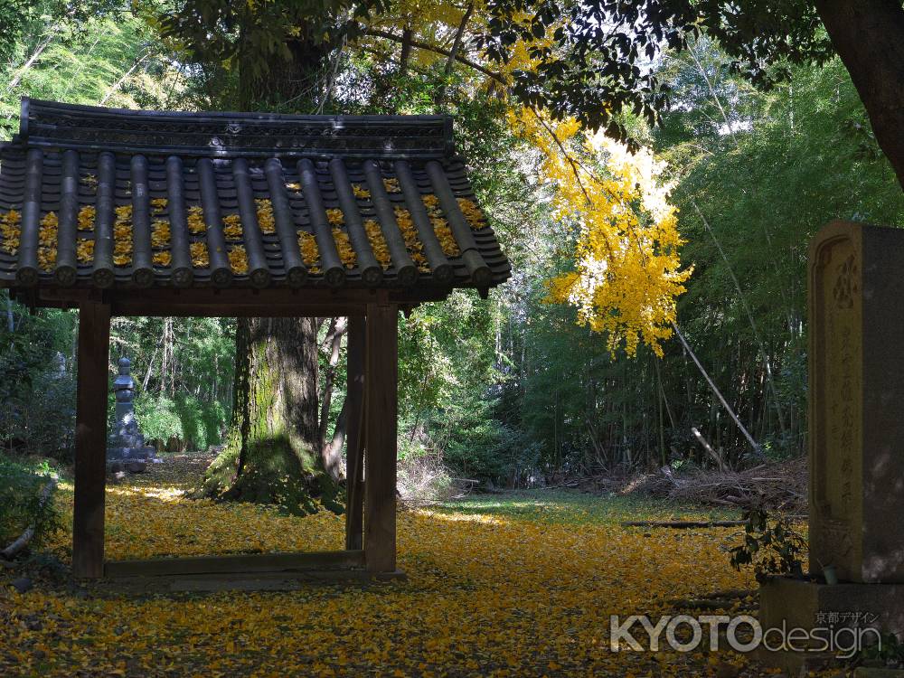 観音寺(山崎聖天)の仁王門そばの大銀杏