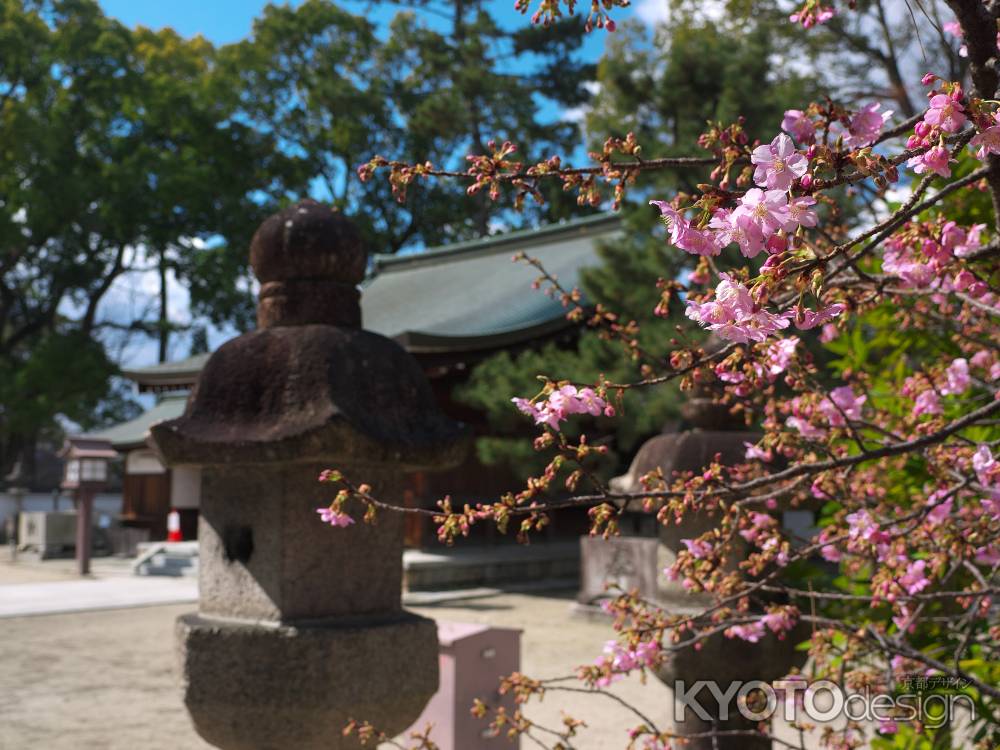 與杼神社の河津桜