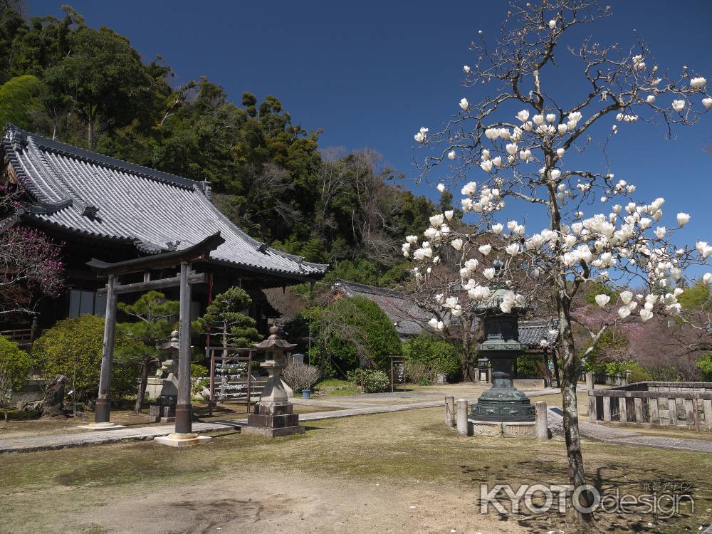 山崎聖天のモクレンと鳥居