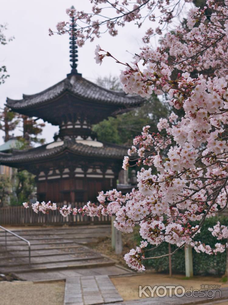 桜越しの宝塔寺多宝塔